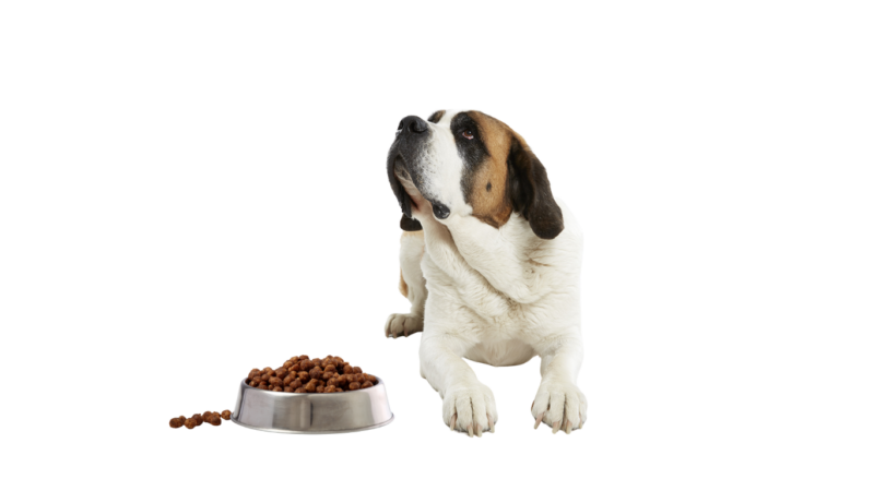 Nourrissage des chiens