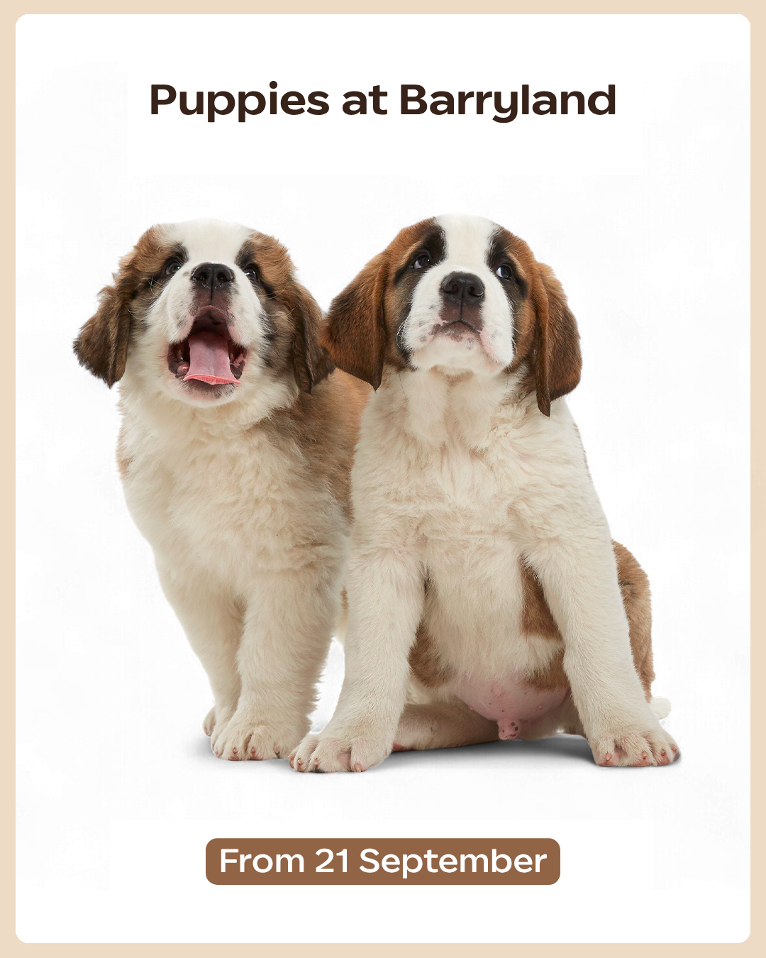 Puppies at Barryland