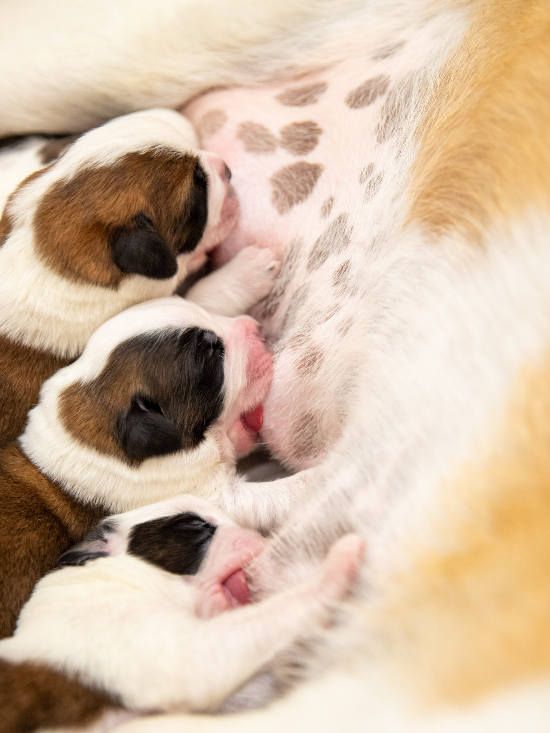 Présence des chiots à Barryland