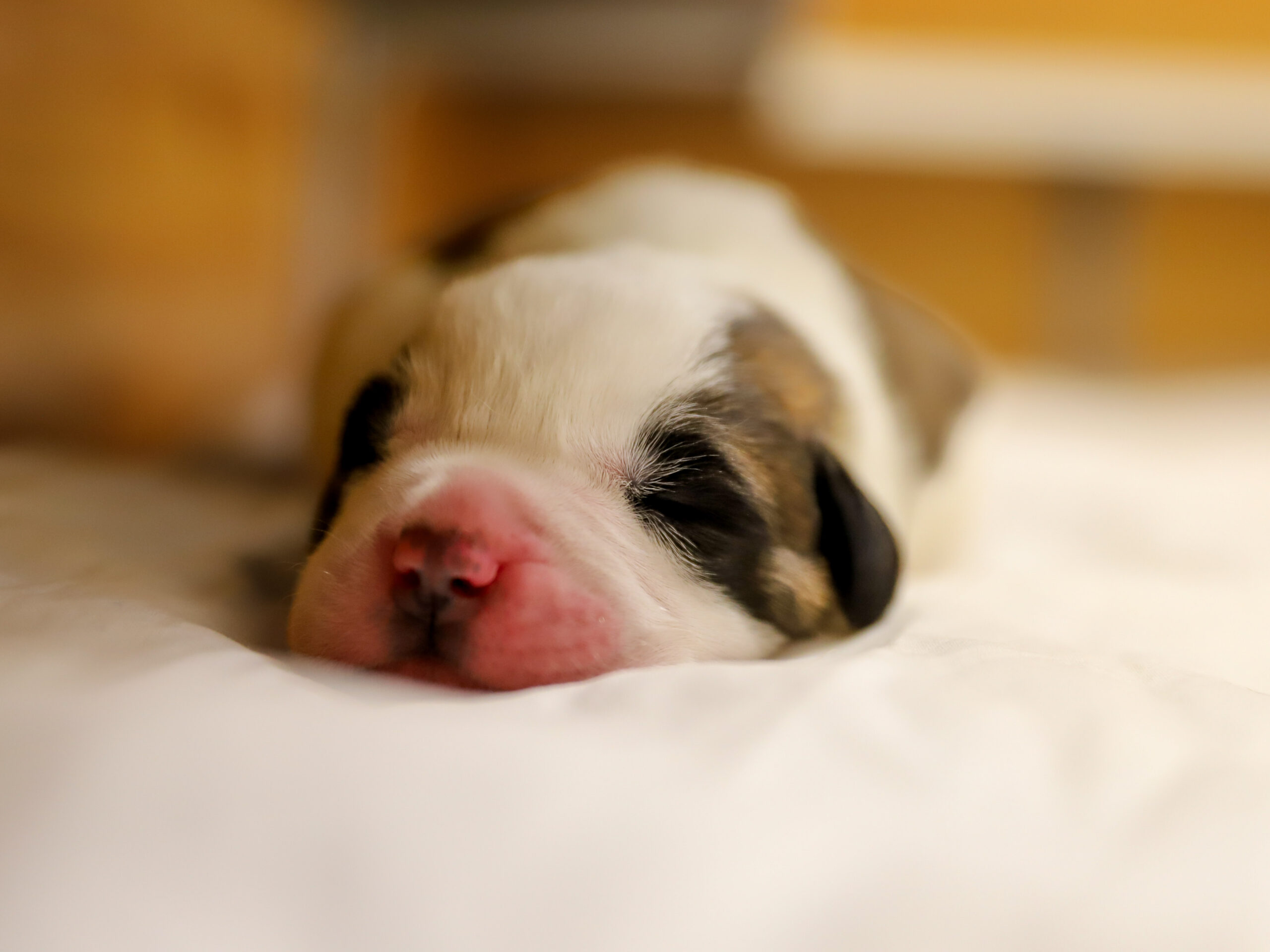 Présence des chiots à Barryland