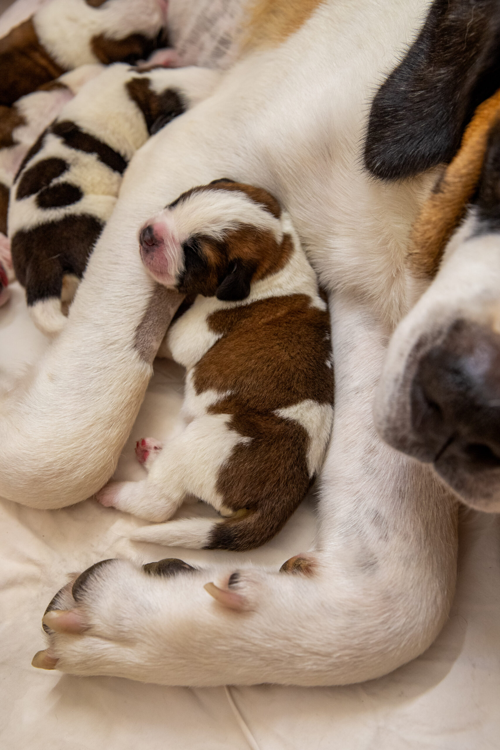 Présence des chiots à Barryland