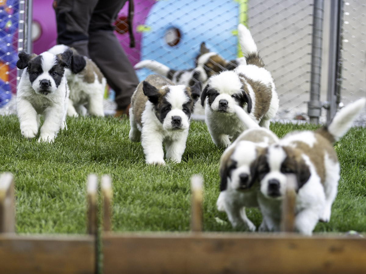 Puppy feeding