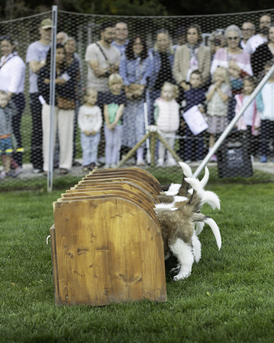 Presenza dei cuccioli al Barryland