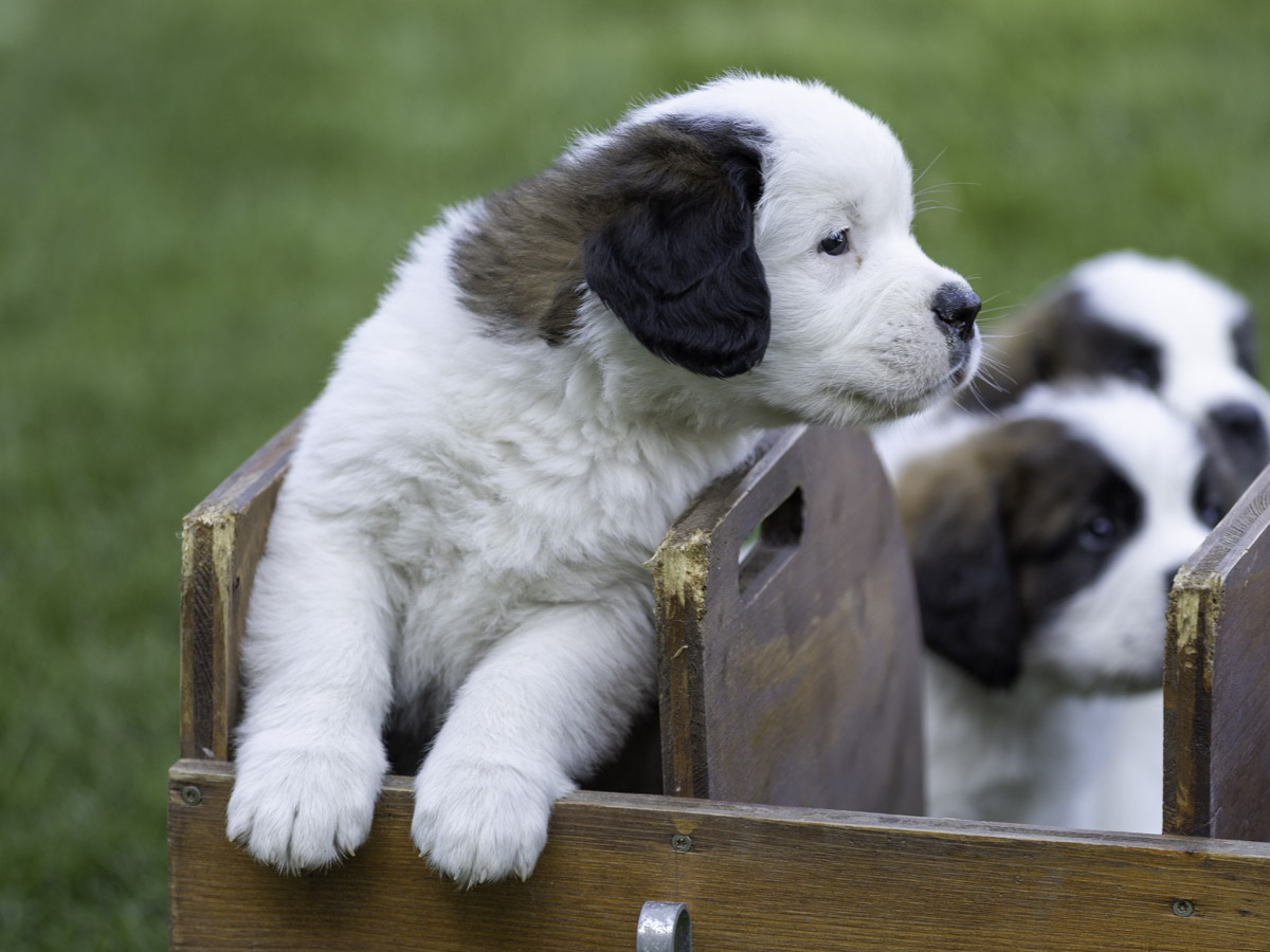Puppy feeding