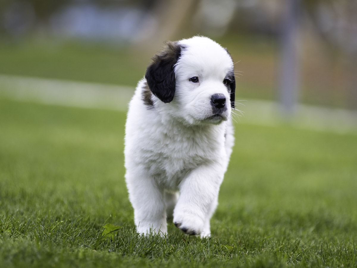 Presenza dei cuccioli al Barryland