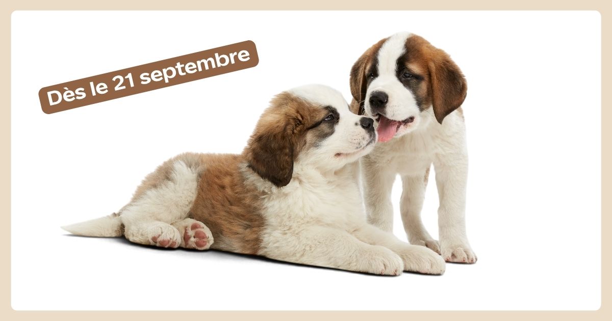 Présence des chiots à Barryland
