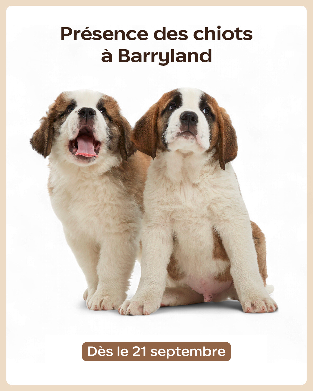 Présence des chiots à Barryland