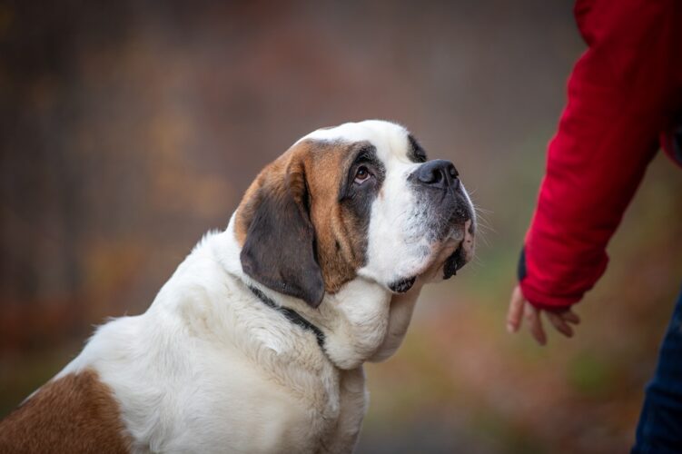 Atelier « Parlons chien »