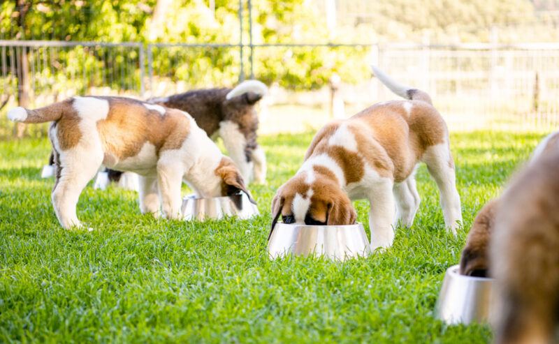 Puppy feeding