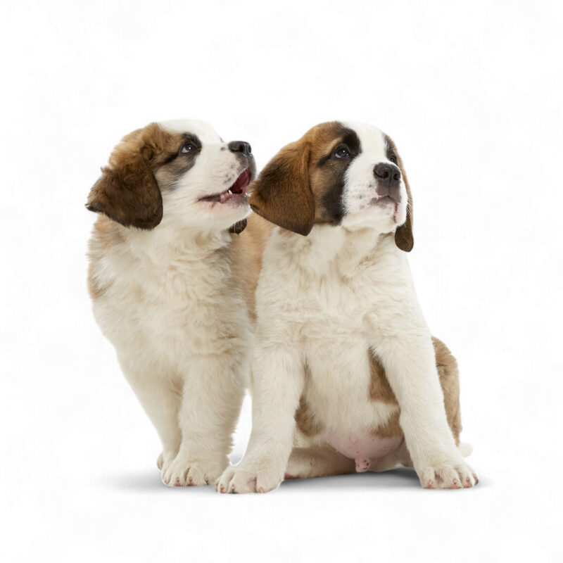 Présence des chiots à Barryland