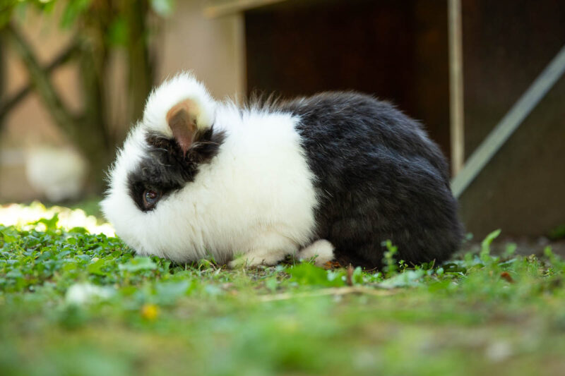 Soins des petits animaux