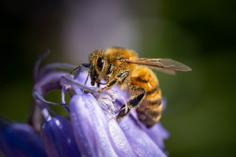 The world of bees