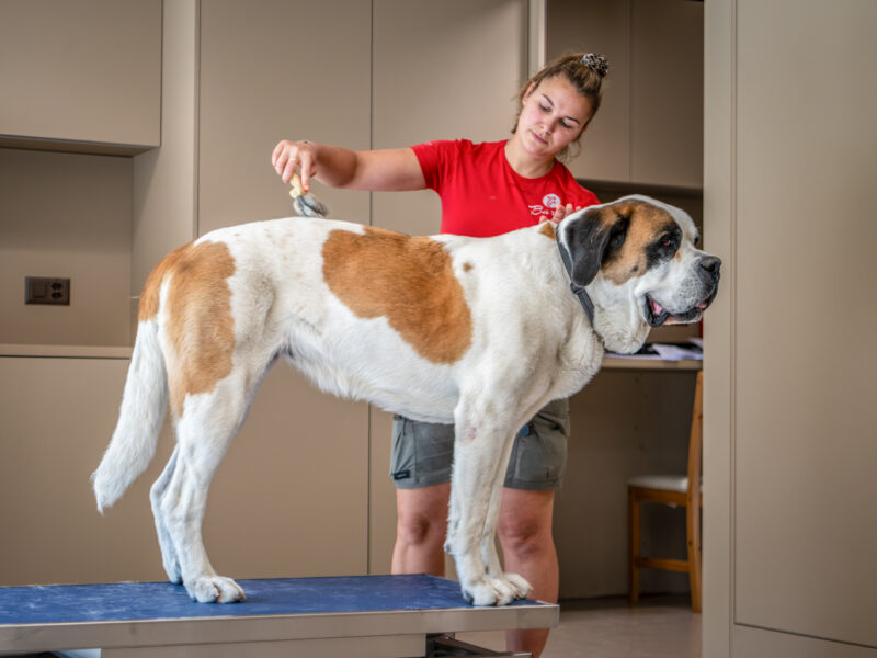Soins et occupations des chiens